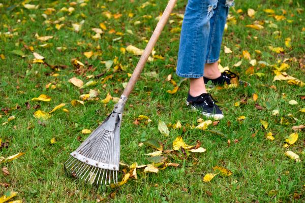 Fall Lawn Cleanup