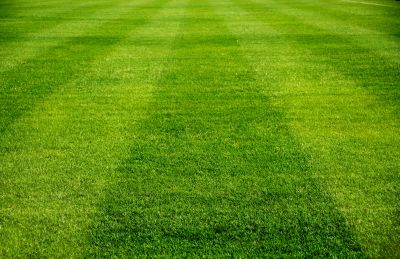 Healthy Lawn Growth